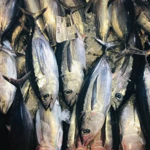  Exportation Des Poissons Thon,sardine Congelé - poissons bonsoir nous sommes une soci&eacute;t&eacute; d'exportation des poissons thon sardine congel&eacute; de bonne qualit&eacute; bas&eacute; en alg&eacute;rie/espagne .merci de nous contacter pour plus d'information .