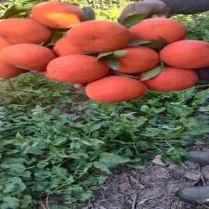  Fruits Et Légumes - fruits et légumes je suis du maroc,  j'exporte des clémentines,  nova,  nour,  grandi,  maroc lat et d'autres types d'oranges.les fruits portant le label  sont produits dans des vergers 100% isolés des autres agrumes incompatibles et régulièrement contrôlés. cet isolement empeche l