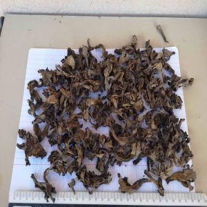  Trompette De La Mort (bio) Le Retour - champignon levure après deux années de difficultés sur le marché,  nouvelle production cueillette en cours !--j'aurais d'ici quelques jours plus de détails sur les volumes et tarifs.--avez vous des besoins cette année  ?--merci de nous le préciser