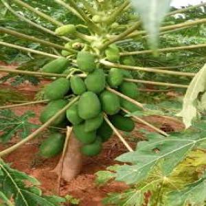  Vente Des Graines De Papayes Haute Rendement - semence graine plant vous n'avez pas &agrave; chercher des miracles travaillez simplement. plus les graines sont bonnes meilleurs sont les fruits. observez les r&egrave;gles appropri&eacute;es pour prendre soin de vos plantes dans le champs. pour les exigences en mati&egrave;re de semences de papaye calina veuillez