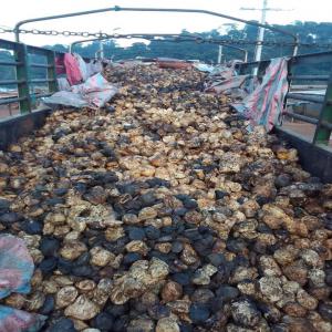 Caoutchouc hévéa  - café cacao thé nous sommes une société d'exportation basé a abidjan côte d'ivoire nous travaillons avec les coopératives agricoles dans le domaine de caoutchouc (hévéa). ----nous pouvons fournir jusqu'a 130 tonnes par mois d'hévéas.----pour toute person
