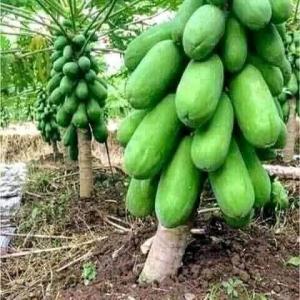 Fruit Et Legumes - fruits et légumes je fais dans la culture des mara&icirc;ch&egrave;res au cameroun tels que (tomate oignons c&eacute;leri basilic..). je suis un agriculteur agr&eacute;e dans l'ouest du cameroun proposant des hectares d'aliment de nature diff&eacute;rente ainsi que des fruits comme (l'avocat les papayes le