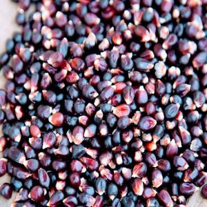  Qualité Supérieure - céréales je suis &agrave; la recherche des clients acheteurs potentiels pour le maïs violet .hummmm avec ces &eacute;l&eacute;ments de nutrition que cela renferme vous ne regretterai en le consommant .vous n'avez qu'&agrave; pass&eacute;e juste vos commandes et moi je me ferai le plaisir de vous satisfaire.w