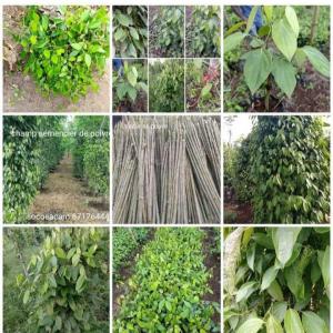  Vente Du Poivre Blanc - épices aromates nous sommes une association d'agriculteurs basé au cameroun. nous voulons faire affaire.--nous sommes à la recherche des clients.--nous proposons les meilleurs produits---- le poivre blanc - 25$/kg (prix discutable)--- le plantain frais - (prix discutable)--nous avons également 