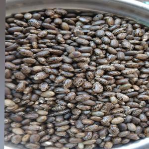  Huile De Ricin Bio Et Graines De Ricin - fruits secs et graines grillées l'pphuile de ricin bio (non industrialis&eacute;) et les sortes de graines de ricin disponible en kilo et en tonne. 