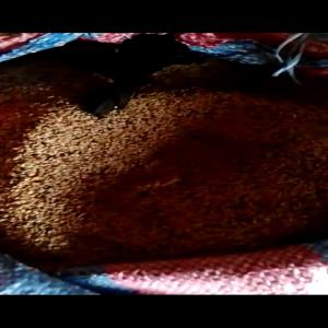  Sésames Disponible Au Burkina Faso - céréales nous disposons du grande quand de s&eacute;same au burkina faso que nous mettons &agrave; la disposition de nos partenaires. rencontre physique obligatoire pour le partenaire et la vente des s&eacute;same. nous avons plus de 10.000tonne de s&eacute;same. en plus du soja en grande quantit&eacute; 