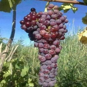  Fruits And Legumes - fruits and vegetables i have hectares of tomatoes,  vegetables,  corn,  peanuts,  mango and avocados already extracted and set up for transport need serious buyers with whom we can usually do business--cordially