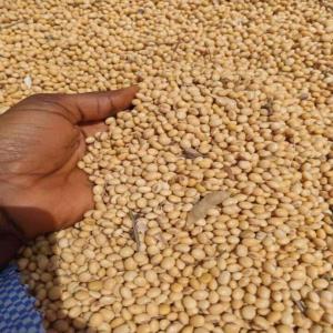  48000ton De Soja Disponible - céréales nous disposons de plus de 48000ton de soja,  producteur brésilien,  contacter vite en cas d'urgence ,  tout les moyens de paiement sont possibles 
