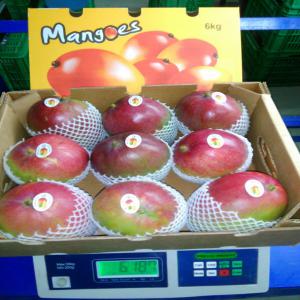  Raisin Redglobe Et Mangues Kent - fruits et légumes ouverture de saison pour le raisin et la mangue,  ici au pérou ! --pre-reservez vos fruits !----entreprise p2ruvienne,  installée à lima,  latam-trade,  vous procure les meilleures fruits au meilleurs,  nous travaillons directement avec les producteurs,  sur place,  pour le march&eacut