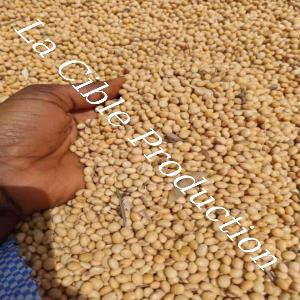  35000 Tonnes De Soja Naturel - céréales soja bio bien disponible avec un prix favorable,  contacter vite en cas du besoin --la livraison partout dans le monde.