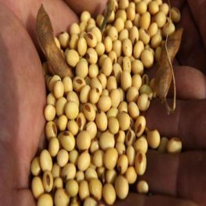  Vente De 120 Tonnes De Soja Du Benin - céréales 120 tonnes de soja en vente en urgence. tarif 280 fr (non n&eacute;gociable) restriction nord b&eacute;nin (vous venez r&eacute;cuperer la marchandise) conditionnement sac de 50 ou de 100kg quantit&eacute; 120 tonnes annonceur du b&eacute;nin ecrivez*nous pour plus de d&eacute