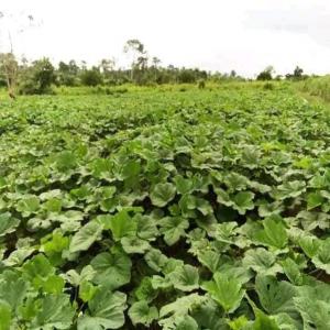  Food Industry - coffee cocoa tea hello,  we are a consulting company. we work with very large companies and sell them agricultural raw materials from africa. our products are robusta or arabica coffee beans,  coffee powder, --grade 1 and 2 cocoa beans,  calcined powder,  natural powder,  natural butter,  cosmetic butter,  cocoa mass--soybe