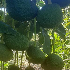  Avocat Hass - fruits et légumes  nous sommes une entreprise marocaine pour exporter des l&eacute;gumes et des fruits marocains vers l'europe et l'asie. actuellement nous avons des avocats et des oranges pour l'exportation. nous travaillons en toute confiance nous recherchons donc des clients s&eacute;rieux. merci 