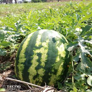  Recherche Des Clients - fruits et légumes je suis à la recherche des clients pour mon champ de pastèque de 3 hectares au cameroun précisément au nord mais livraison possible aussi à yaounde douala etc.. pour une grande quantité merci de me contacter