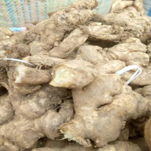  Gingembre Frais - épices aromates bonjour, --je propose du gingembre frais de provenance du côte d'ivoire,  je peux fournir les quantités souhaités.--merci de me contacter pour toutes demandes--
