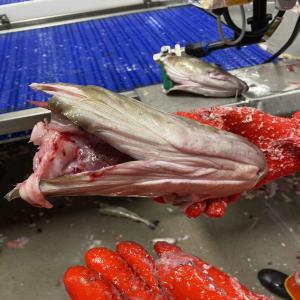  Stockfish Cod Heads- King Crabs - fish we are selling cod heads for bait(blue lobsters and crabs). frozen and placed into a plastic film positioned into about 25 kg cartons. starting from 1 ton up. price c&f origin norway norwegian sanitary exportation regulations scanned. we also have good king crabs from norway. cheers 