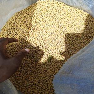  Nous Disposons D'une Grande Quantité De Soja - céréales nous disposons d'une grande quantit&eacute; de soja bio au burkina faso et nous recherchons un partenaire s&eacute;rieux pret &agrave;  prendre 10.000 &agrave; 1000.000tonnes avec nous.nous sommes ouverts aux partenaires s&eacute;rieux uniquement 