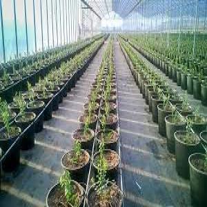  Partenariat Sur Un Terrain De 20 Ha (avocat,.. - Investissement capitaux emplacement - sur oued loukoum (possibilité de pompage directe)----superficie - 20ha----spéculation - myrtille,  avocat,  spiruline ...----prix - 250 000 dh / ha