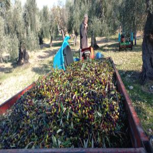  Oli Extravergine D'oliva Pugliese - olis --hello we are harvesting the olives destined for our oil in these days. for any information please do not hesitate to contact us.