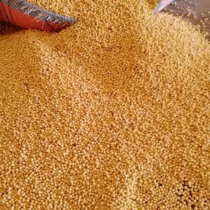  Matière Première Agricole - céréales nous disposons d'une grande quantité de sésame blanc propre, de soja,  acajou décortiquer et non décortiquer, noix de karité, de maïs blanc,  arachides décortiquer et non décortiquer.tout en grande quantité, nous recherchons des partenaires fiable et