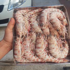 Poissons Frais Et Congelés - poissons  nous cherchons de clients int&eacute;ress&eacute;s par l'achat des produits halieutiques nous avons des poissons frais et congel&eacute;s de meilleures prix et avec une bonne qualit&eacute; pour nous contacter 
