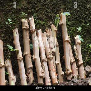  Boutures De Manioc Certifiées - semence graine plant je voudrais débuter la culture de manioc et pour cela je recherche un fournisseur de boutures de qualité améliorée et surtout qui soit certifiée. merci