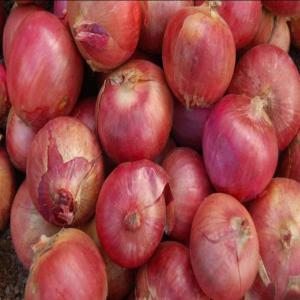  Oignon Vendre. - fruits et légumes oignon rouge et jaune disponible au maroc et en &eacute;gypte. livraison disponible en fob et cfr partout dans le monde. 