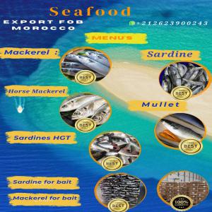  Fish Of The Atlantic Ocean - fish welcome to morocco and the fish of the atlantic ocean best quality fish,  good job just contact me and i will place your order in the fastest time and guarantee i am here at your service and i will be very happy--