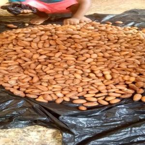  Bitter Cola - fruits secs et graines grillées le cola amer bonne et fiable est disponible en afrique de l'ouest en grande quantit&eacute; et sera livr&eacute; en moins de 72 heures
