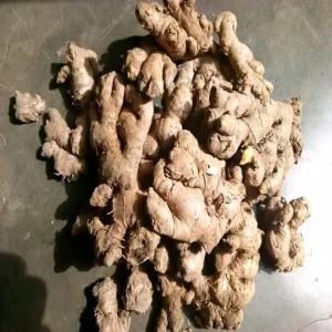  Gingembre Frais Bio - épices aromates nous disposons de 5 hectares de gingembre frais pret pour la r&eacute;colte a l est du cameroun.passez vos commandes des maintenant 