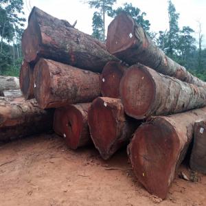  Besoin Bois Sappeli, Iroko Les Debite Et Grume - bois charbon fibre bonsoir je recherche une etreprise legale qui peut me fournir une quantite maximum en m3 de bois sappeli et iroko (debite et grume) ici au cameroun douala ou de preference yaounde - le prix du m3 et diametre bien detaille. besoin urgent.