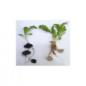  Vente D'engrais Hydro-rétenteur-fertilisant - chimie additif engrais  notre soci&eacute;t&eacute; travaille dans les domaines de la revitalisation des terres et des sols sous stress hydrique. notre solution est une base d engrais curatif hydror&eacute;tention le but de ce produit est de permettre tout d abord une &eacute;conomie d'eau d irrigation .