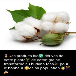  Graine De Coton - semence graine plant entreprise de transformation de graine de coton en huile v&eacute;g&eacute;tale et aliment pour b&eacute;tail bas&eacute; a ouagadougou. nous recherchons donc un fournisseur de graine de coton de 50 tonnes &agrave; 3000 tonnes