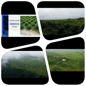  Vente D'une Plantation De Palmier Huile - mine terrain concession nous cedons une plantation de palmier à huile de 101 ha avec un campement.--zone- côte d'ivoire (ville de toumodi)--40 ha en production et 61 ha qui sera en production l'année prochaine.--prix de vente - 750 millions de francs cfa--papier - attestation d'exploitations,  proces ver