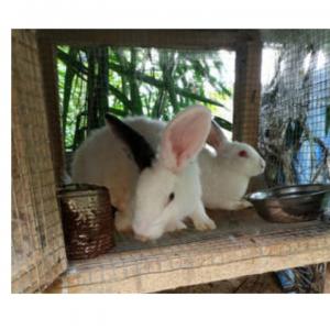  Des Lapins Vivants En Chaire En Vente - viandes et oeufs des lapins vivants en chaire en vente depuis depuis nos fermes en c&ocirc;te d'ivoire. nous pouvons signer une convention dur de long termes prix 5500 francs cfa poids 1 3 1 5 kgs /lapin disponibilit&eacute; environ 500 lapins 
