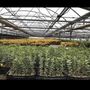  Vend Plant Truffier - semence graine plant le chene truffier vous propose -----la r&eacute;alisation de vos cultures de plantation trufficole.--nous vous proposons des diff&eacute;rentes esp&egrave;ces d'arbres truffier ---- chene blanc pubescent--- chene vert kerm&egrave;s--- noisetier--- tilleul--- pin noir--nos plants truffier disponible 