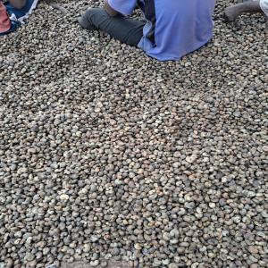  Noix Acajou - fruits secs et graines grillées je suis à la recherche de client sérieux qui veut acheter des tonnes de noix acajou (stock en guinée conakry).--nous disposons de plusieurs tonnes d'acajou alors pour toutes personnes intéressées veuillez nous contacter --nous restons disponible pour tout accord.--