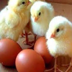  Oeufs Couver Ross 308 Et Cobb 500 - animaux vivants commande minimum de 18000 oac. le prix livr&eacute; &agrave; dakar est actuellement &agrave; 0 62 euros/oac fret a&eacute;rien compris d&eacute;lai 2 /3 semaines a r&eacute;ception de paiement sous r&eacute;serve d'obtenir une r&eacute;servation de fret origine belgique monnaie paiement en 