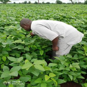 Soja Sans Ogm Disponible - semence graine plant sis au bénin en afrique de l'ouest,  notre structure vous propose de nombreux produits tels que - le coton,  les noix de palme,  le soja,  le karité,  l’anacarde,  le maïs,  le manioc,  et bien d'autres. nous vous approvisionnons selon la quantité demandée à des prix raiso