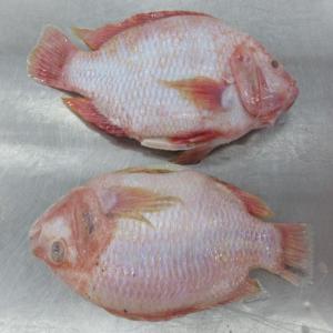  Fournisseur De Crevettes - coquillage crustacé l'entreprise alimentaire polono-thailandaise,  3 plus grand producteur mondiale de crevettes vous propose des crevettes rav vannamei pdto iqf,  rav vannamei pd iqf,  rav vannamei hlso ezp iqf,  rav vannamei pdto iqf,  rav vannamei pd iqf - cut devained,  sttp soaking 10%,  20% glaze,  crevettes black tiger 