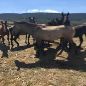  Chevaux - animaux vivants nous obtenons des chevaux de selle d'espagne,  notre sp&eacute;cialit&eacute; est les poulains &agrave; partir de 30 mois et les chevaux et juments apprivois&eacute;s de 4 &agrave; 14 ans.--toutes sortes de prix,  races (psl,  pr&eacute;,  psi,  hispano-arabe,  crois&eacute;...) et animaux disponibles pou