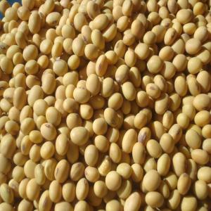  Vente De Soja - céréales nous mettons sur le marché national et international les céréales produits selon les règles de l'art au bénin. il s'agit de soja graine de très bonnes qualités sans sans ogm,  très propre et bien sec.--le soja est très riche en prot&eacut