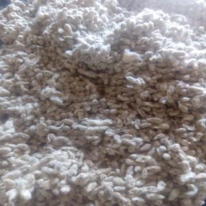  Coton Et Graine De Coton Disponible - fruits secs et graines grillées nous n&eacute;gocions et exportons une excellente qualit&eacute; de graine de coton. notre solide partenariat avec les usines d'&eacute;grenage du benin en particulier et des pays producteurs de l'afrique en g&eacute;n&eacute;ral nous permet de fournir une importante quantit&eacute; chaque ann&e