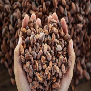  Cocoa Stock Available - coffee cocoa tea you are an end customer or an intermediary looking for a serious partner able to satisfy your need in terms of quantity of cocoa. i work with cooperatives in côte d'ivoire have all the necessary approvals for the purchase and resale of cocoa in f.o.b or c.i.f.--please contact me if you are int