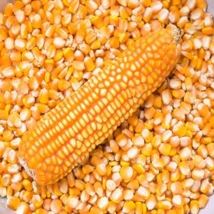  Non Gmo Maize For Sale In Bulk - roasted seeds and nuts non gmo white and yellow maize--foreign matters- 1.5% max--broken kernels- 2.5% max--total damaged- 3% max--aflatoxin- 8.5% ppb max--fat- 3% min--fiber- 2.7% max--total ash- 1.5% max--moisture- 13% max--test weight- 700 g/l min--protein- 13% min
