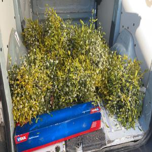  Vente De Gui Pour La Fête De Noël - horticulture plante biocarburant bon jour --nous sommes en espagne et nous avons du gui pour la fete de noël.--pour plus d'informations contactez nous.