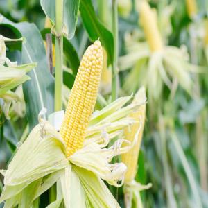  Maïs Jaune Et Maïs Blanc - céréales nous vous offrons de grande qualit&eacute; sud africaine le mais blanc et jaune gmo et non gmo. nous offrons une tr&egrave;s grande qualit&eacute;. prix en tonne  maïs blanc 170 000 fcfa cif  maïs jaune 180 000 fcfa cif nous avons en quantit&eacute; illimit&eacute; !