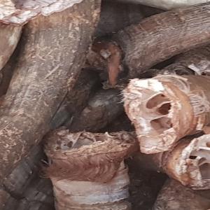  Fournisseur Des Cornes De Vache Et Mouton - coquillage crustacé nous fournissons en plusieurs tonnes des cornes de vache et mouton en moindre prix destion partout dans le monde 