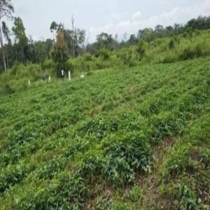  Biologic Sweet Potatoe From Cameroon - starchy biologic sweet potatoe directly retrieved from the farm. no chemical fertilizer. available to delivery everywhere in the world. delivery at door in cemac region.  --