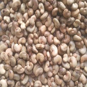 Recherche Du Client Pour Noix De Cajou /arachide - fruits secs et graines grillées nous fournissons du noix de cajou brutes et arachides en grande quantit&eacute; et &agrave; des prix attractifs moq 1mt notre bureau se situe en su&egrave;de mais nous collaborons quotidienement avec des coop&eacute;ratives agricoles et fournisseurs tr&egrave;s actifs en afrique de l ouest (